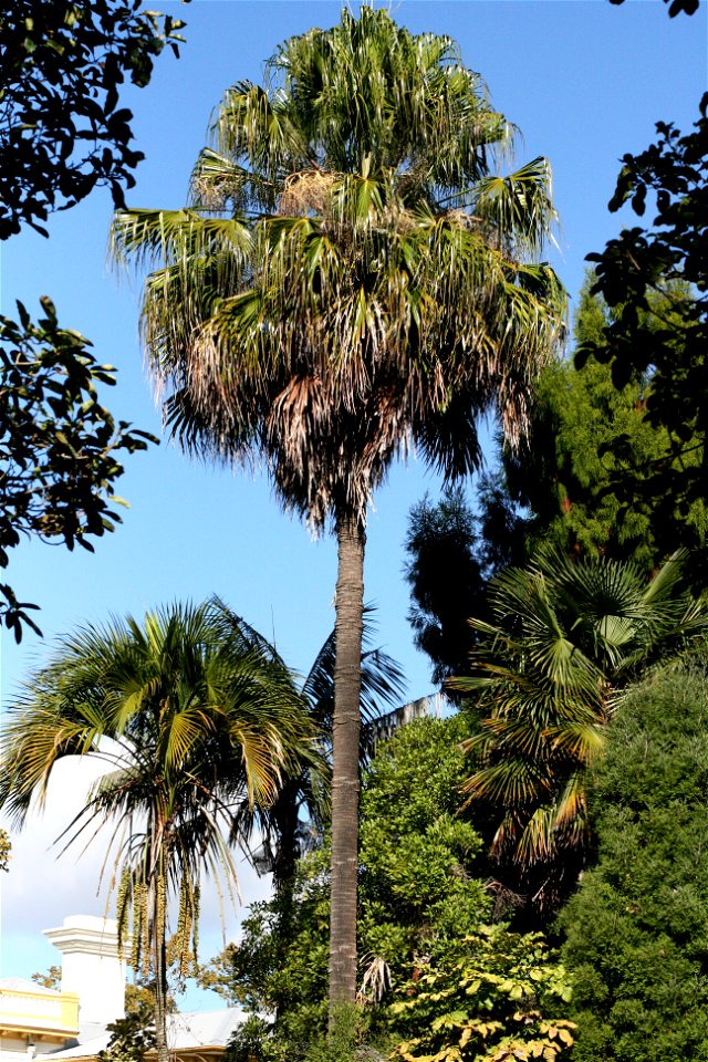 Livistona chinensis, the tall palm in the centre of this image, is a palm endemic to Japan, China and Taiwan. Here it is growing in cultivation at the University of Auckland, New Zealand. The smaller 