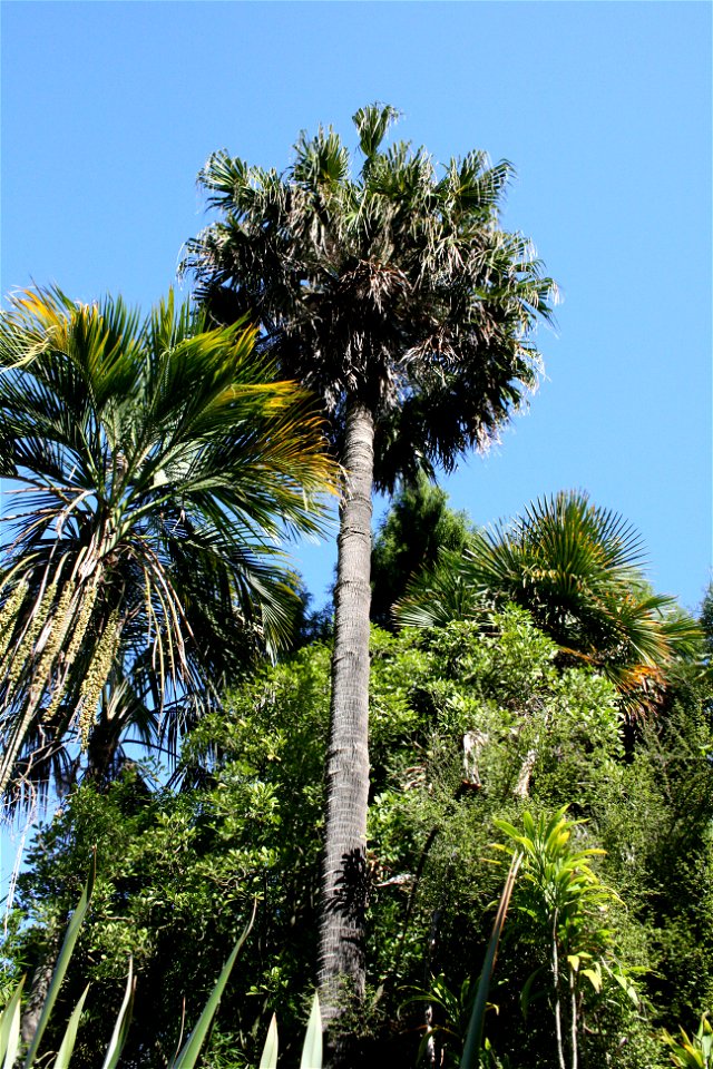 Livistona chinensis, the tall palm in the centre of this image, is a palm endemic to Japan, China and Taiwan. Here it is growing in cultivation at the University of Auckland, New Zealand. The smaller 