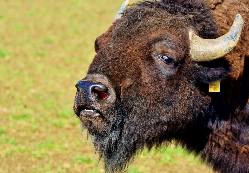 American bison wild livestock