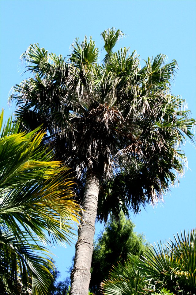 Livistona chinensis, the tall palm in the centre of this image, is a palm endemic to Japan, China and Taiwan. Here it is growing in cultivation at the University of Auckland, New Zealand. The smaller 