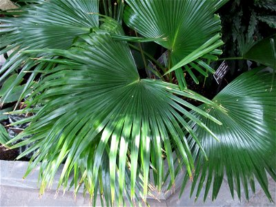 A photograph of leaves of Livistona chinensis.