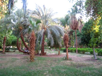 Chinese fan palm - Livistona chinensis.
In the Aswan Botanical Garden - on Kitchener's Island in the Nile, Aswan - Egypt.