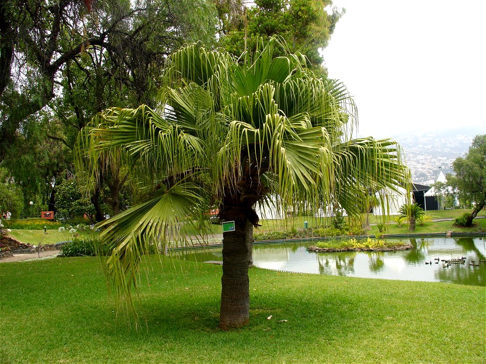Chinese fan palm, Livistona chinensis, Madeira, Portugal