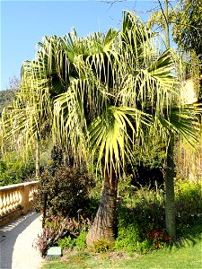 Livistona chinensis specimen in the Jardin botanique du Val Rahmeh, Menton, Alpes-Maritimes, France.