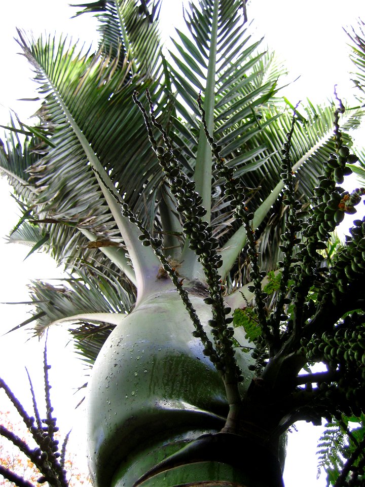 Crownshaft and seeds of Rhopalostylis aff. sapida (Chathams Islands Nīkau palm), Auckland, New Zealand