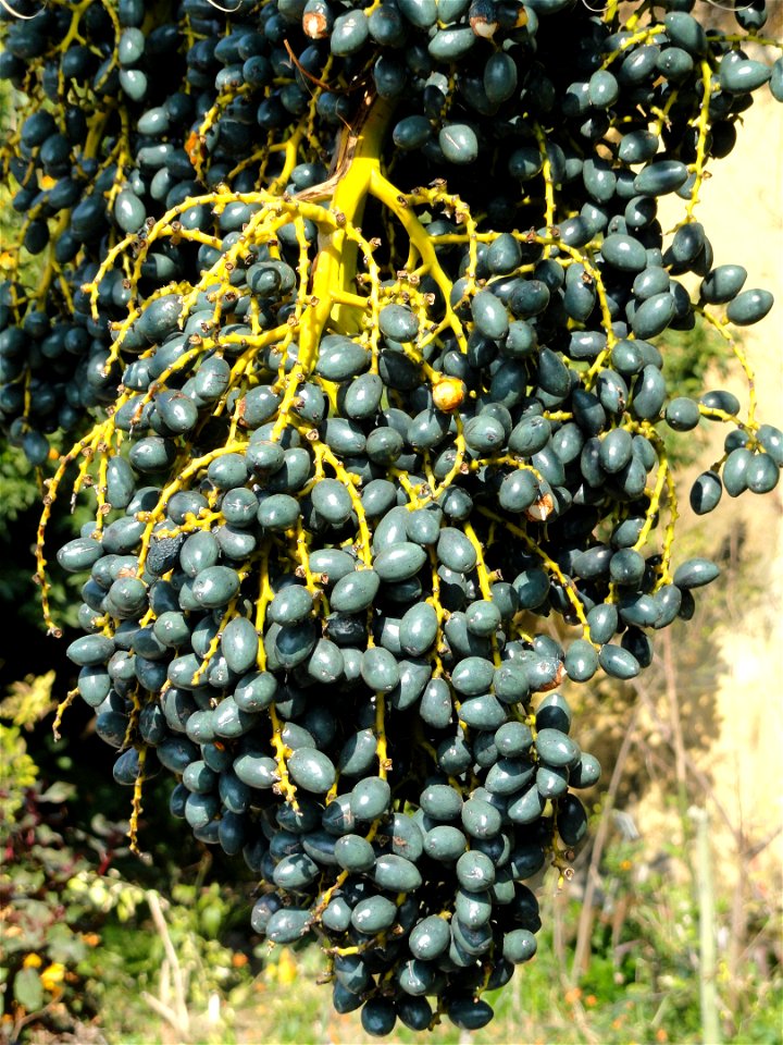 Livistona chinensis specimen in the Jardin botanique du Val Rahmeh, Menton, Alpes-Maritimes, France.
