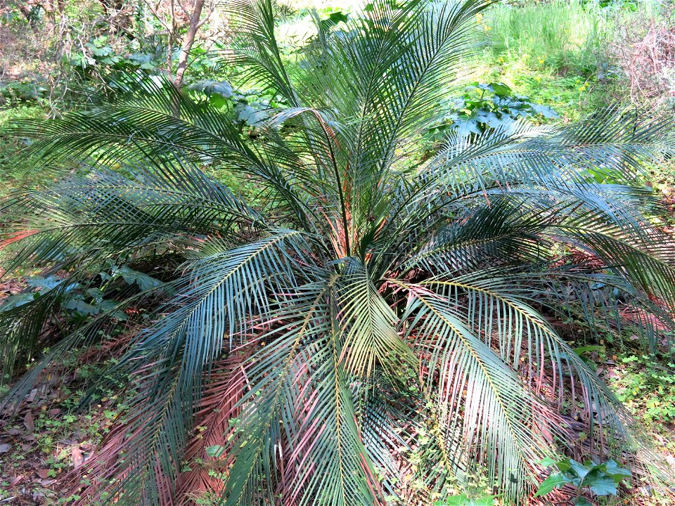 Domaine du Rayol - Rhopalostylis sapida. Rayol-Canadel-sur-Mer (Var, France).