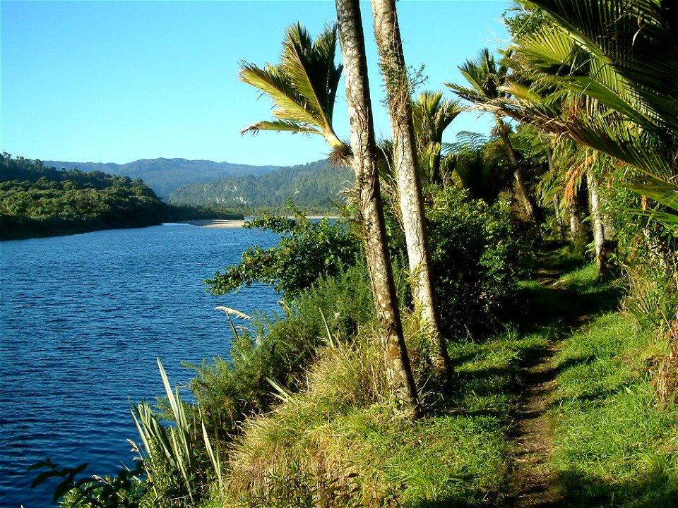 Nikau trees (Rhopalostylis sapida) and the Heaphy River, along the Heaphy Track, South Island, New Zealand