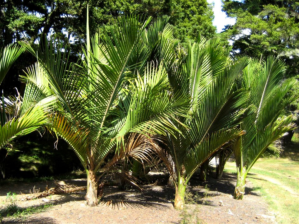 Young Rhopalostylis sapida (Nīkau palms), Auckland, New Zealand