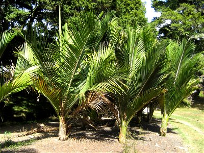 Young Rhopalostylis sapida (Nīkau palms), Auckland, New Zealand