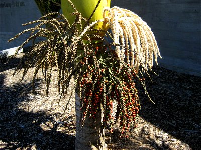 Flowers and seeds of Rhopalostylis sapida (Nīkau palm), Auckland, New Zealand