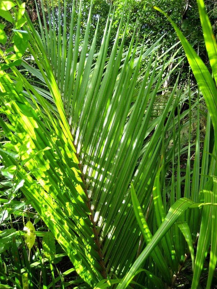Frond of Rhopalostylis sapida (Nīkau palm), Auckland, New Zealand