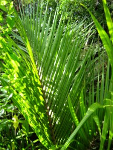 Frond of Rhopalostylis sapida (Nīkau palm), Auckland, New Zealand