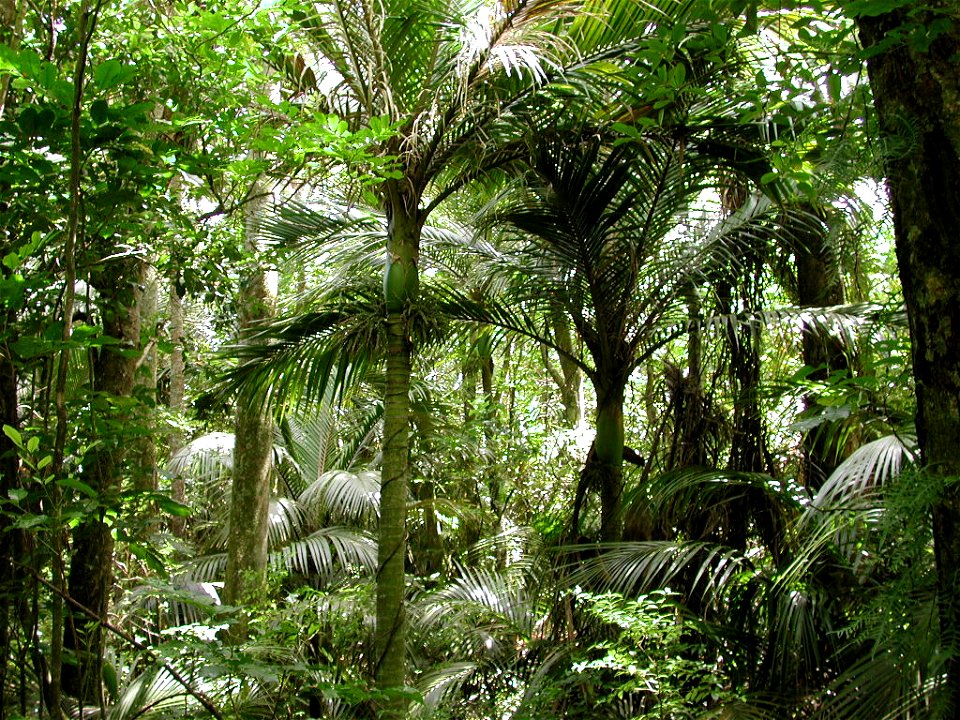 Forest of nikau palms (Rhopalostylis sapida) in Nikau Reserve, Paraparaumu.