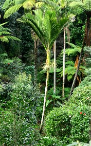 Rhopalostylis sapida (Nīkau palm), Eden Gardens, Auckland, New Zealand photo