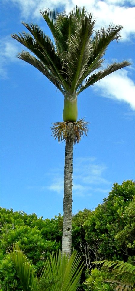 Nikau-Palme Rhopalostylis sapida