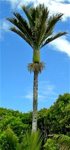 Nikau-Palme Rhopalostylis sapida