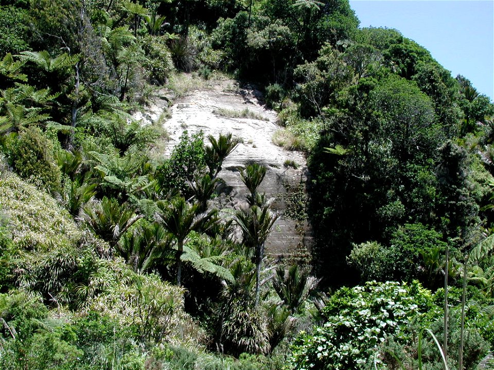Nikau palms near Waipingau Stream at the base of cliffs.