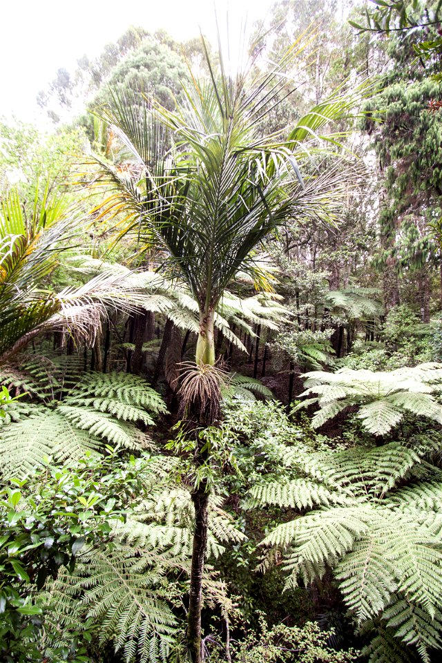 Parry Kauri Park - Nikau palmlabel QS:Len,"Parry Kauri Park - Nikau palm"
label QS:Lhu,"Parry Kauri Park - Nikau-pálma"