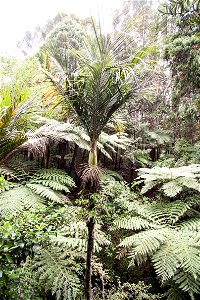 Parry Kauri Park - Nikau palmlabel QS:Len,"Parry Kauri Park - Nikau palm"
label QS:Lhu,"Parry Kauri Park - Nikau-pálma"