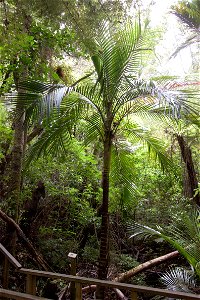 Parry Kauri Park - Nikau palmlabel QS:Len,"Parry Kauri Park - Nikau palm"
label QS:Lhu,"Parry Kauri Park - Nikau-pálma"