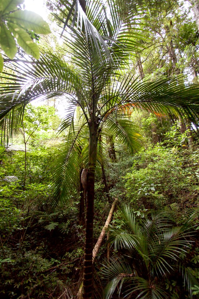 Parry Kauri Park - Nikau palmlabel QS:Len,"Parry Kauri Park - Nikau palm"
label QS:Lhu,"Parry Kauri Park - Nikau-pálma"