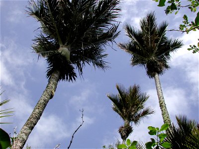 Crowns of Nikau palm trees against blue sky.