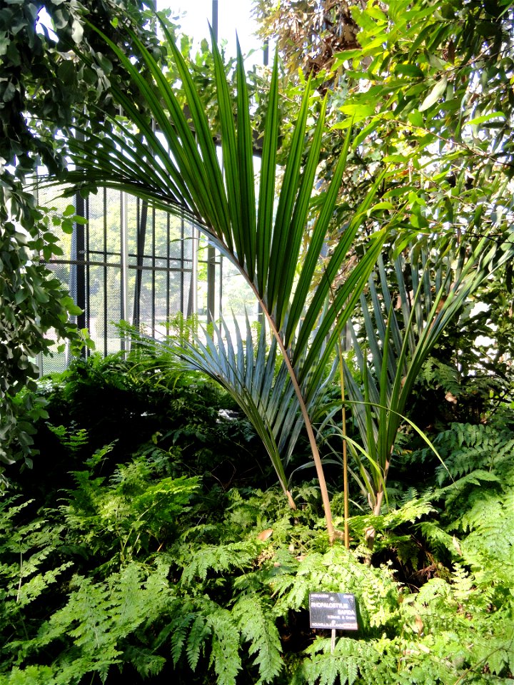 Rhopalostylis sapida specimen in the Jardin Botanique de Lyon, Parc de la Tête d'Or, Lyon, France.