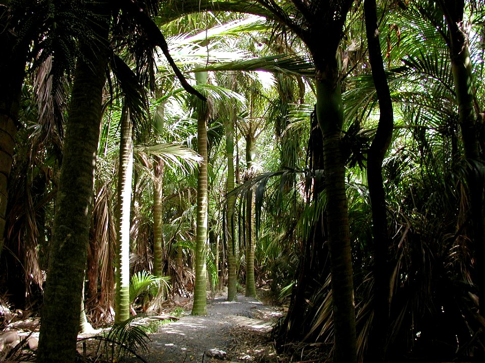 Walkway through forest of nikau palms (Rhopalostylis sapida) in Nikau Reserve, Paraparaumu.
