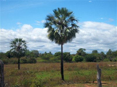 Carnaúba, a árvore da vida