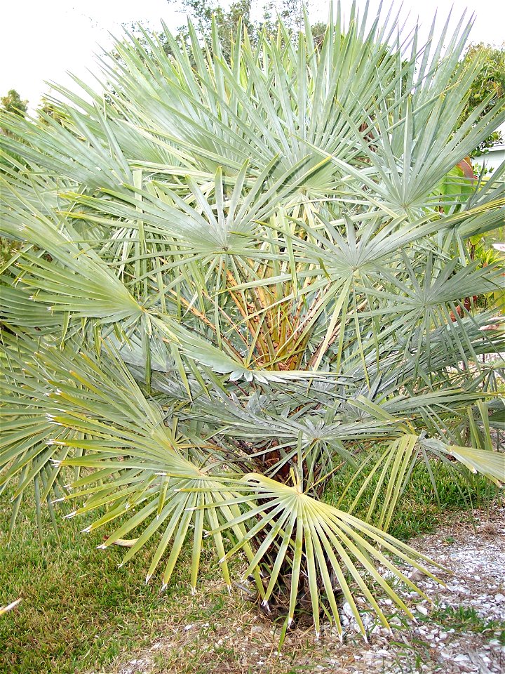 Young Copernicia prunifera Tampa, Florida