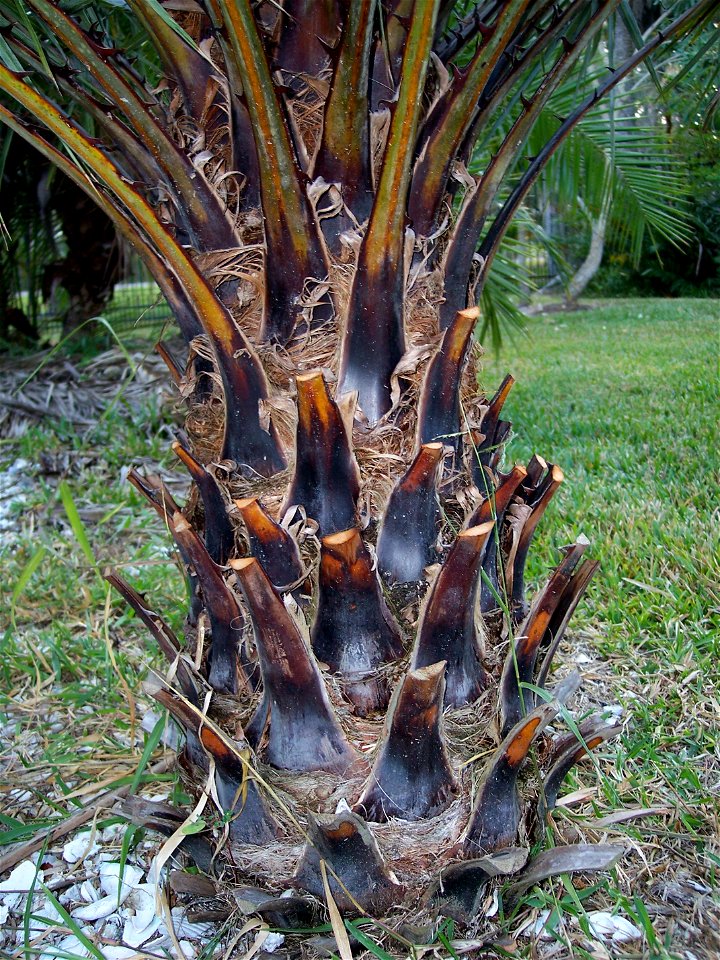 Copernicia prunifera trunk with adherent leaf sheaths