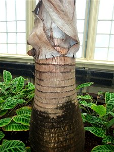 A photograph of the bark of Hyophorbe lagenicaulis.
