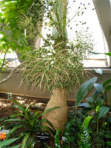 Hyophorbe lagenicaulis. Botanical specimen in the Denver Botanic Gardens, 1007 York Street, Denver, Colorado, USA. photo