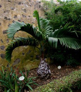 Hyophorbe lagenicaulis im Botanischen Garten von Puerto de la Cruz, Teneriffa photo