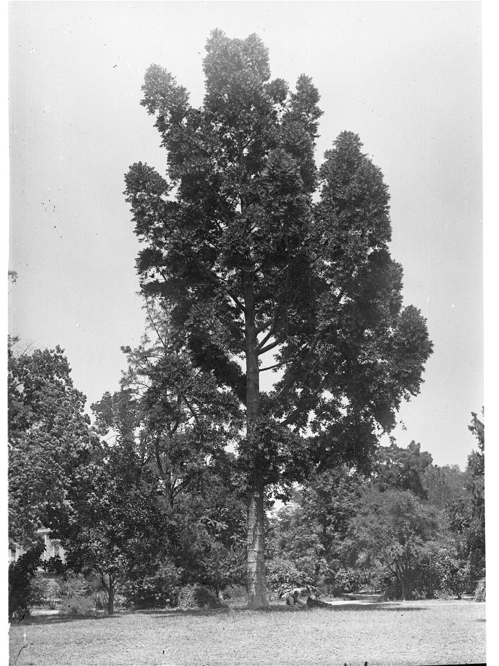 Livistona Australis, Botanic Gardens