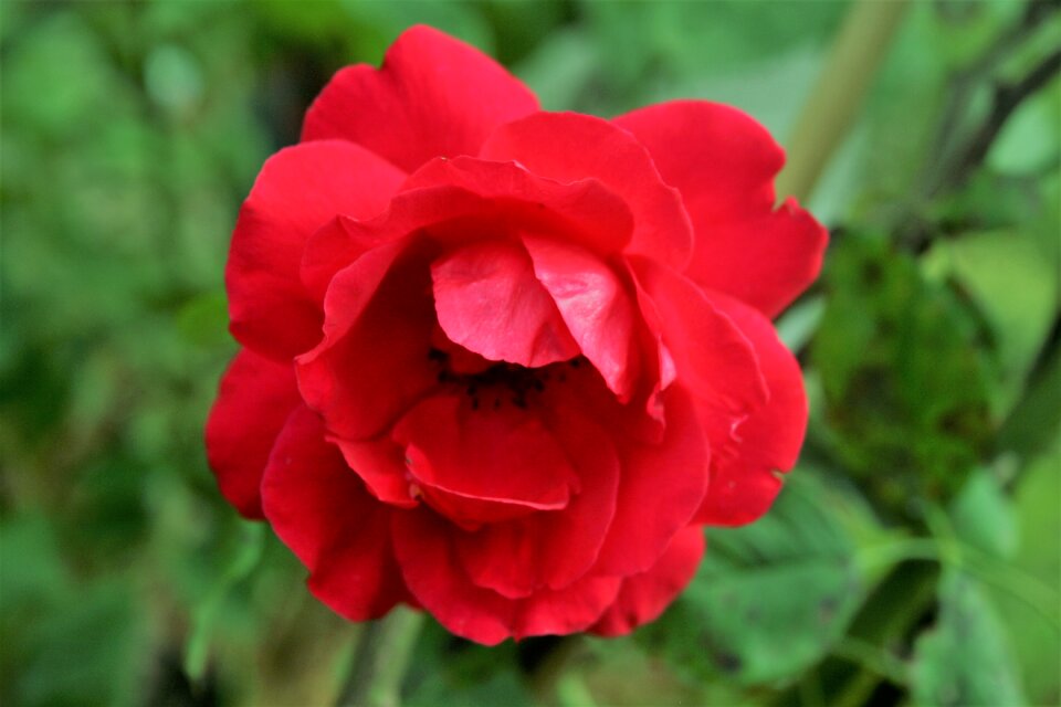 Romance flower the beauty of the