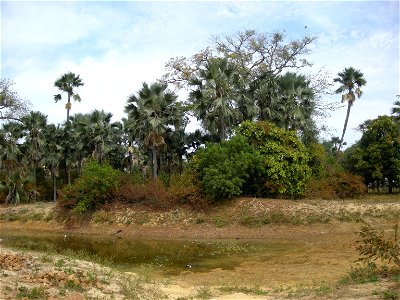 Rôniers et manguiers : paysage typique de Casamance (Sénégal) à Séléki