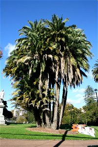 Phoenix reclinata, large clump growing in Albert Park, central Auckland, New Zealand
