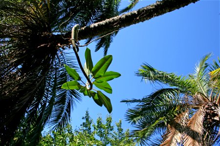An increasingly common sight in northern New Zealand. A young plant of the Australian banyan-type fig Ficus macrophylla, Moreton Bay Fig, has started life as a precarious epiphyte on a near-horizontal