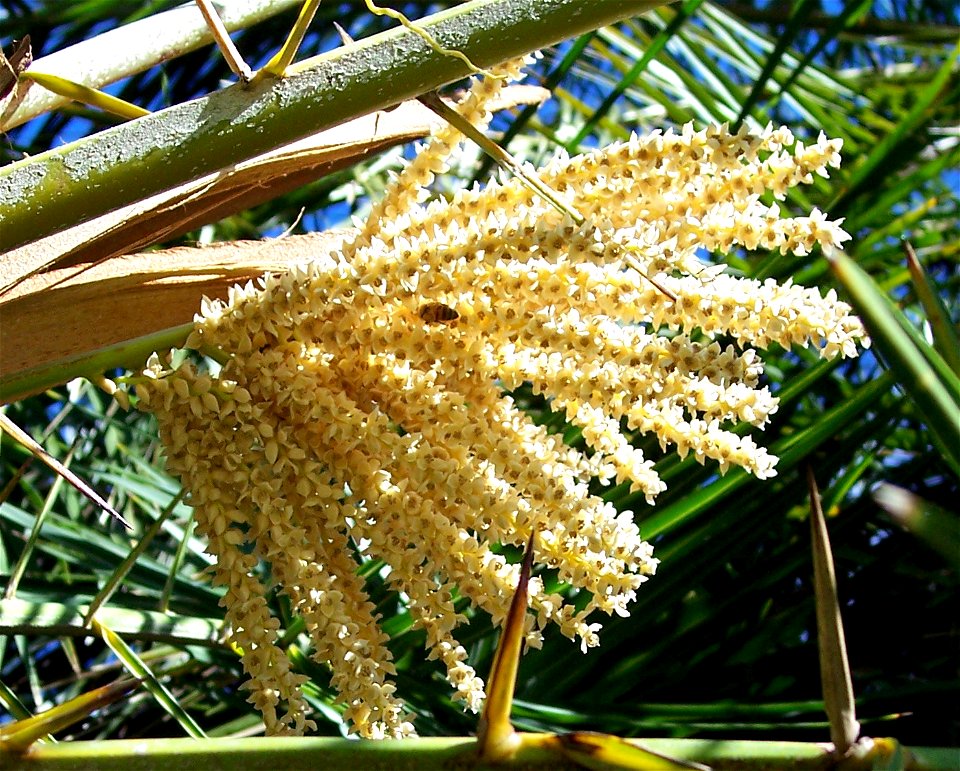 Male inflorescence of Phoenix reclinata, acanthophylls (not true spines, but modified leaflets) in foreground, pollinator present, white scales on rachis above.