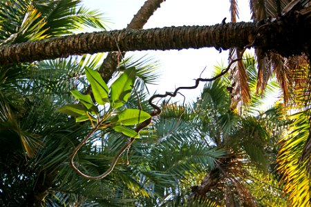 An increasingly common sight in northern New Zealand. A young plant of the Australian banyan-type fig Ficus macrophylla, Moreton Bay Fig, has started life as a precarious epiphyte on a near-horizontal