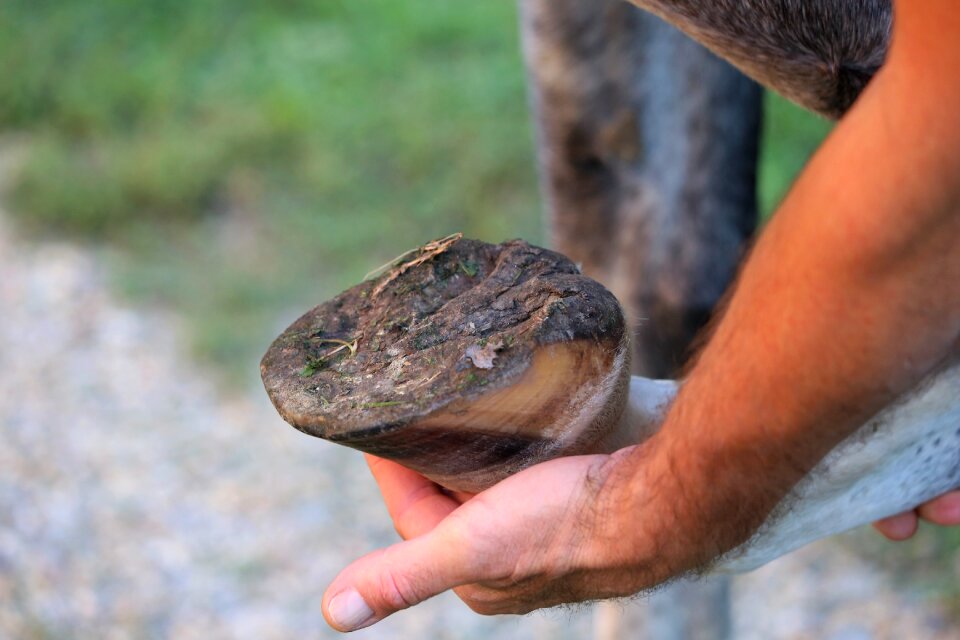 Horse care pasture nature