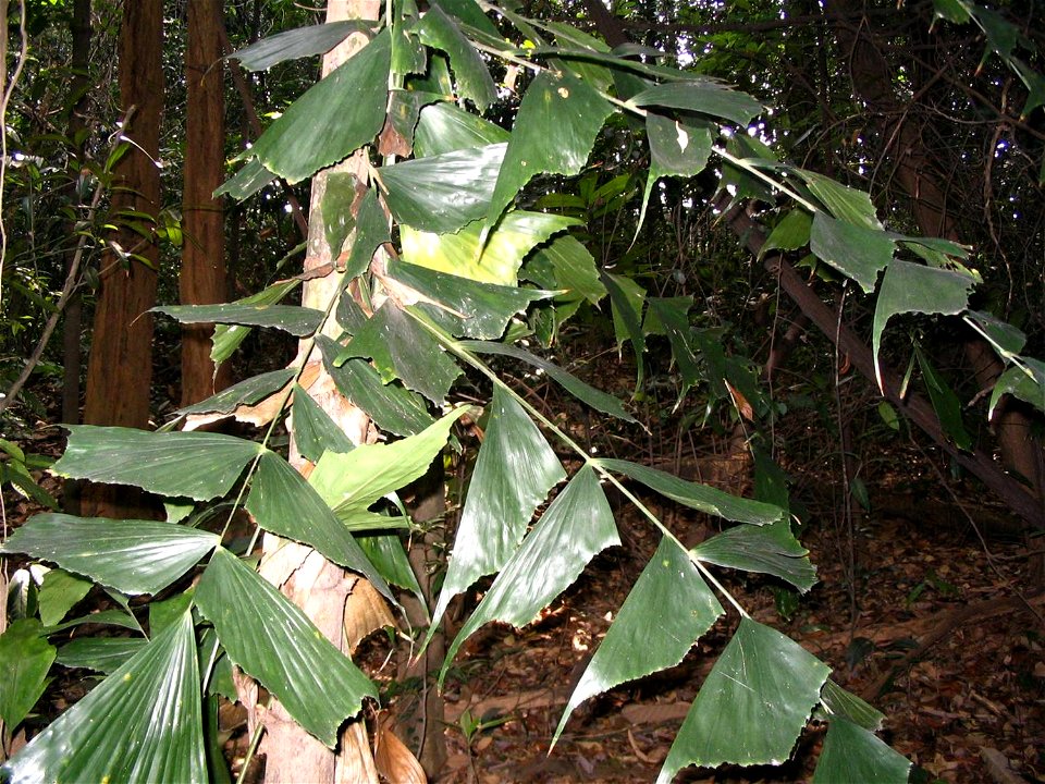 Caryota mitis leaves
