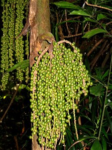 Caryota mitis : infrutescence
