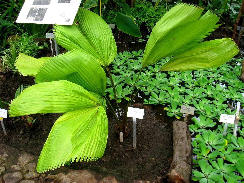 Licuala grandis specimen in the Botanischer Garten, Berlin-Dahlem (Berlin Botanical Garden), Berlin, Germany.