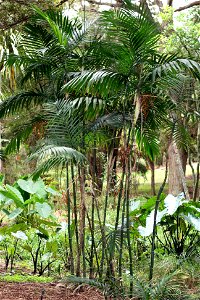 Chamaedorea costaricana, native to Costa Rica, and Panama to Honduras. Specimens growing in cultivation at Manukau City, New Zealand