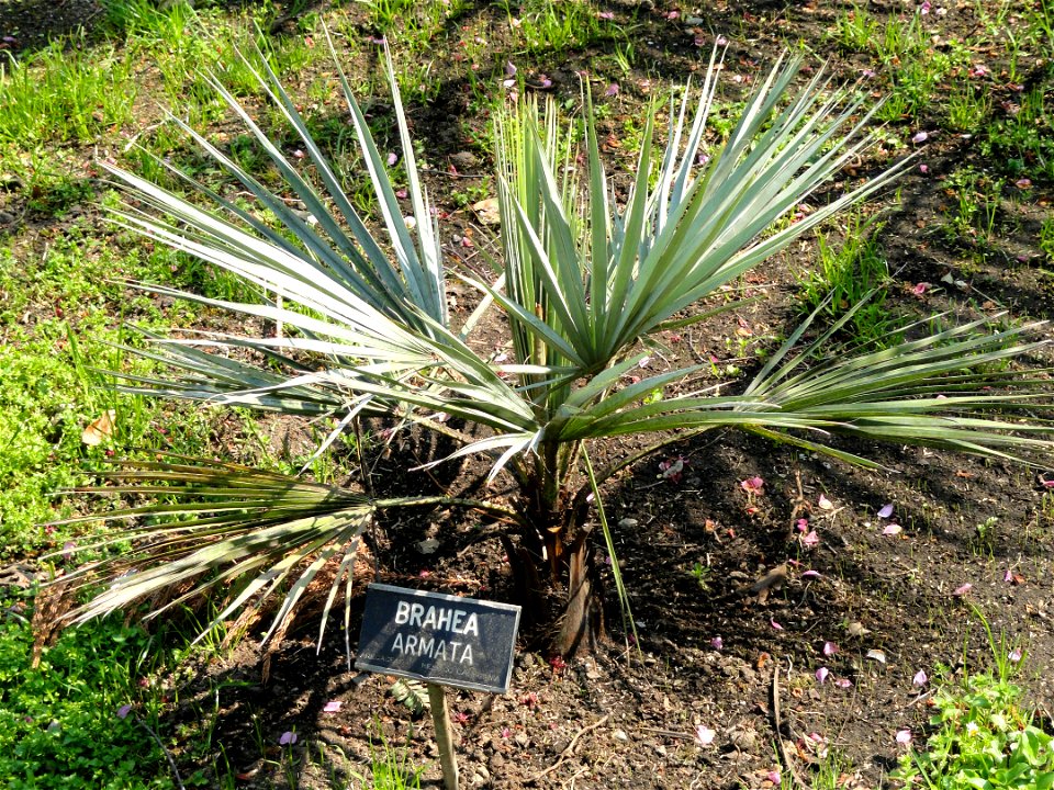 Brahea armata. Botanical specimen on the grounds of the Villa Taranto (Verbania), Lake Maggiore, Italy.