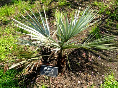 Brahea armata. Botanical specimen on the grounds of the Villa Taranto (Verbania), Lake Maggiore, Italy.