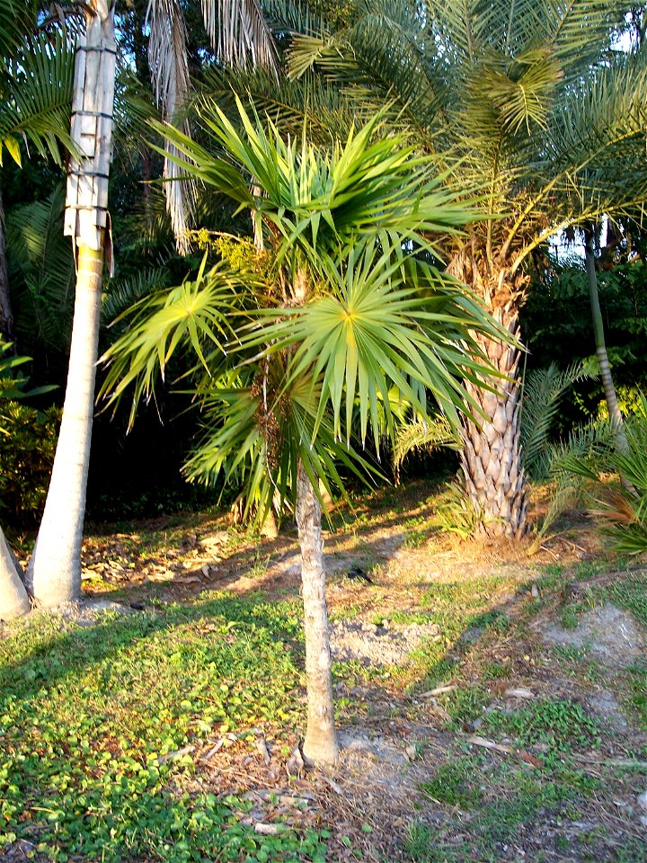 Thrinax radiata Tampa, Florida
